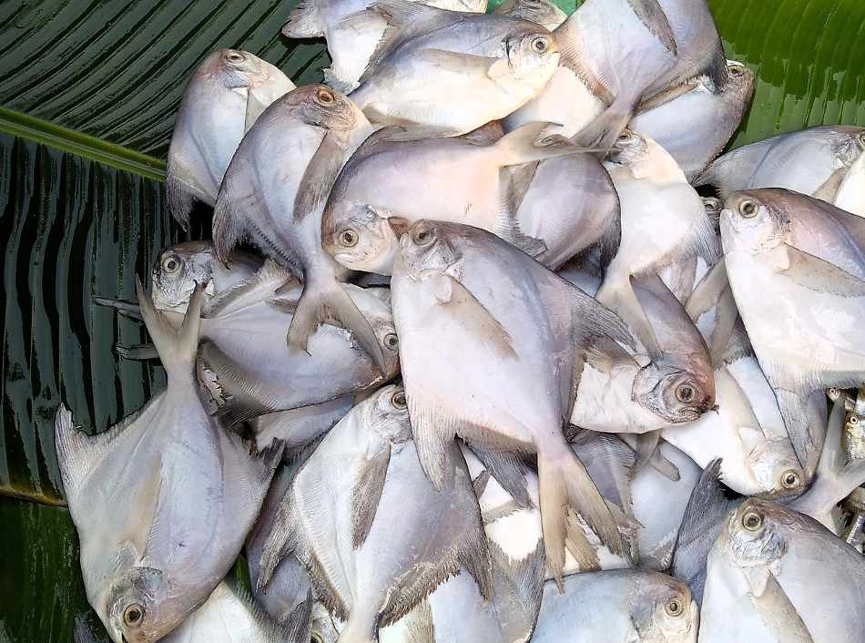 pond pomfret fish