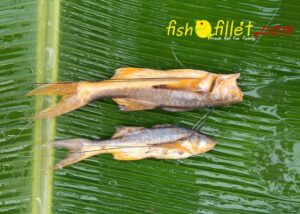 fishofillet_topshe_mango_fish-1